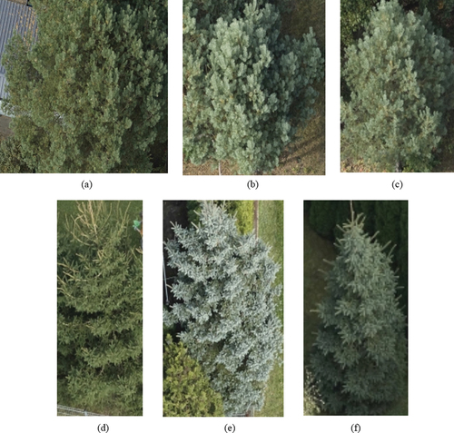 Figure 8. Examples of oblique images of pine (above) and spruce (below) clipped to bounding boxes.