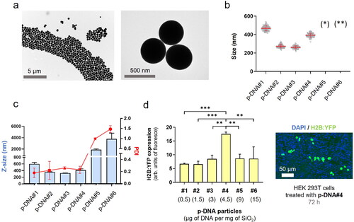 Figure 1. p-DNA@SiO2 particles. (a) TEM images of p-DNA#4 particles with 4.5 µg of plasmid H2B:YFP DNA. (b) Particle diameter (mean ± SD) measured by TEM within a scatter dot plot comparing p-DNA#1-6 (n = 100). Values for p-DNA#5 and p-DNA#6 are not included due to the presence of aggregates (see Figures S8–S9). (*)(**) p-DNA#5-6 not included due to the presence of aggregates (see Figures S5–S6). (c) DLS characterization of p-DNA#1-6 bar chart of Z-size (mean ± SD, left Y axis, n = 3) and dot plot in red showing the polydispersity index (PDI) (mean ± SD, right Y axis, n = 3). (d) Flow cytometry quantification of the transfection efficiency (mean fluorescence intensity) of the p-DNA#4 DNA@SiO2 particles and a representative confocal microscopy image of HEK 293 cells expressing the recombinant H2B:YFP protein 72 h after transfection. Data are shown as the mean ± SD of 3 experimental replicas (n = 10,000 cells/replica, t-test, *p < 0.05, and ***p < 0.001).