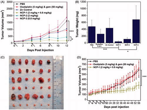 Figure 2. (A) In vivo tumor growth inhibition curves for PBS (▪), oxaliplatin and gem (♦), Zn Control (▲), NCP-1 (▶), NCP-2 (▼), and NCP-3 (◀) on subcutaneous BxPc-3 xenografts. Oxaliplatin (dose, 5 mg/kg) and gem (dose, 50 mg/kg), NCP-1 (doses, 2 mg/kg +0.8 mg/kg), NCP-2 (dose, 2 mg/kg), and NCP-3 (dose, 0.8 mg/kg) were administered on day 0, 4, and 8. Data are expressed as means ± SD (n = 6), *p < .05, **p < .01, ***p < .001. (B) End-point tumor weights. Data are expressed as means ± SD (n = 6), *p < .05, **p < .01, ***p < .001. (C) Photos of the resected BxPc-3 tumors from top to bottom: PBS, oxaliplatin and gem, Zn Control, NCP-2, NCP-3, and NCP-1. (D) In vivo tumor growth inhibition curves for PBS (▪), oxaliplatin and gem (♦), and NCP-1 (▶) on subcutaneous AsPc-1 xenografts. Oxaliplatin (dose, 5 mg/kg) and gem (dose, 50 mg/kg) and NCP-1 (doses, 2 mg/kg +0.8 mg/kg) were administered on day 0, 4, 8, 12, 16, and 20. Data are expressed as means ± SD (n = 6), *p < .05, **p < .01, ***p < .001 [Citation25]. Reprinted with permission from Elsevier B.V (Copyright © 2015) through Copyright Clearance Center.