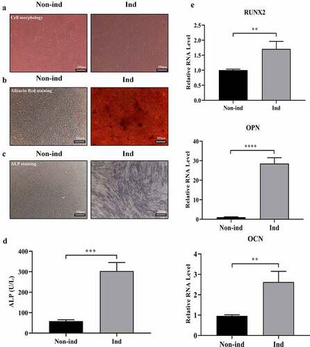 Figure 1. Induction of BMSCs osteogenic differentiation. (a) BMSCs’ cell morphology switched from elongated fusiform to polygonal (Magnification: 200×, scale bar: 250 μm). (b) Alizarin Red staining showed increased mineralized nodules formation (Magnification: 200×, scale bar: 250 μm). (c) ALP staining showed increased ALP protein expression (Magnification: 200×, scale bar: 250 μm). (d) ALP activity tests showed increased ALP activity (***p < 0.001). (e) qRT-PCR showed increased the mRNA expression of RUNX2, OPN, and OCN (**p < 0.01, ****p < 0.0001). Non-ind: Non-induced group; Ind: Induced group