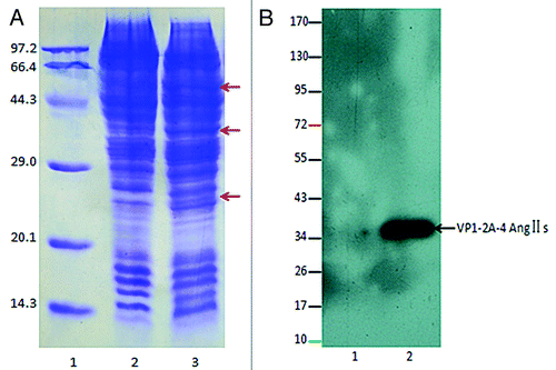 Figure 3. (A) 12% SDS-PAGE analysis. Lane 1: protein molecular weight marker (kDa); Lane 2: normal sf9 cells; Lane 3: infected sf9 cells. The arrows (A) indicate the new foreign proteins. (B) Western blot identification for Ang II using an enhanced chemiluminescence (ECL) assay. The numbers to the left indicate positions of protein molecular weight marker (kDa). Lane 1: normal sf9 cells; Lane2: infected sf9 cells. Western blot exposed a specific protein bands at a molecular mass of~37 kDa, and the protein band may represent the VP1–2A-4Ang IIs subunit of pHAV-4Ang IIs.