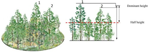 Figure 1. An example plot (left) and a schematic illustration (right) of the half-height calculation based on the two tallest trees (right) in an Äbin inventory.