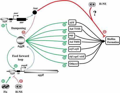 Figure 9. The AggR-dependent virulence switch: a feed forward loop with dampening. In the absence of triggering, AggR-independent expression from the aggR and aar promoters maintains a balanced level of AggR and Aar, keeping the virulence switch in an off state. AggR expression is controlled positively (+) by Fis and repressed (-) by H-NS [Citation25]. Triggering of the AggR-dependent virulence switch, either by a specific signal or a stochastic event, leads to the increased expression of AggR, amplifying the response (i.e. a feed forward loop), and the production of specific virulence determinants involved in host attachment, biofilm formation and protein secretion. Aar expression is also increased, inhibiting AggR-dependent transcription activation, dampening the AggR feed forward loop, and interfering with biofilm formation, possibly in concert with H-NS at specific promoters. The virulence switch will be reset by the removal of the triggering signal and Aar-mediated repression of AggR. Green arrows denote activation (+), red lines repression (-), and dotted blue arrows indicate the processes of transcription and translation for aggR and aar.