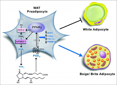 Figure 2. Schematic diagram of the proposed coordinated functional regulation of microsomal prostaglandin E (PGE) synthase-1 (mPGES-1) and peroxisome proliferator-activated receptor γ (PPARγ) in beige/brite adipogenesis in white adipose tissue (WAT). In WAT preadipocytes, mPGES-1 cooperates with cyclooxygenase-2 (COX-2) in the biosynthesis and release of prostaglandin (PG) E2 from arachidonic acid. By binding to its receptors (presumably PGE2 receptor EP4 subtype), PGE2 is able to downregulate PPARγ expression, which in turn suppresses COX-2 and mPGES-1 expression in an autocrine fashion. Furthermore, the interaction between PGE2 and PPARγ has the ability to induce brown adipogenic genes such as uncoupling protein 1 (UCP1), cell death-inducing DFFA-like effector a (CIDEA), PPARγ co-activator-1α (PGC-1α), and PR domain containing 16 (PRDM16), which divert pre-adipocyte differentiation into beige/brite adipocytes instead of white adipocytes.
