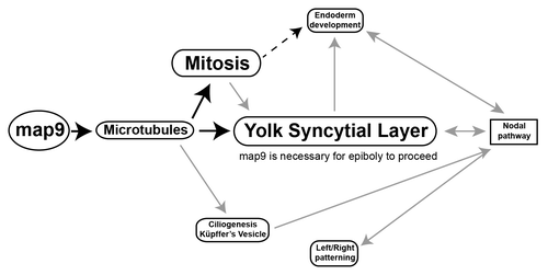 Figure 10. Tentative model for the role of Map9 in zebrafish development. Map9 is required for MT dynamics. MTs are key components of the mitotic spindle (mitosis) and cilia. MTs and mitosis are essential for the formation of the YSL and epiboly. YSL is required for endoderm development and nodal signaling and the cilia of the KV are responsible for propagating nodal signals involved in left/right asymmetry. As indicated on the schematic, most of these pathways are interdependent. Black arrows indicate the possible role of Map9 during zebrafish development suggested by this and previous studies,Citation9-Citation11,Citation19 and gray arrows summarize literature data.