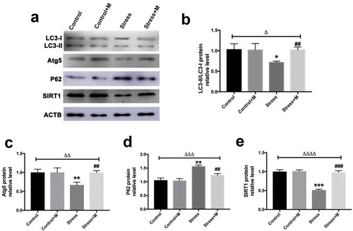 Figure 5. Effects of melatonin (m) and restraint stress on protein level of LC3-II/LC3-I ratio, Atg5, SQSTM1/p62 and SIRT1 in MII oocytes. (a) Western blots and (b-e) the relative expression level of LC3-II/LC3-I ratio, Atg5, SQSTM1/p62 and SIRT1 against ACTB of MII oocytes from per group (50 oocytes per lane, n = 3). ACTB was used as a loading control. All data are presented as mean ± SEM. ΔP < 0.05 ANOVA; ΔΔP < 0.01 ANOVA; ΔΔΔP < 0.001 ANOVA; ΔΔΔΔP < 0.0001 ANOVA; *P < 0.05 vs. control group; **P < 0.01 vs. control group; ***P < 0.001 vs. control group; ##P < 0.01; vs. stress group; ###P < 0.001 vs. stress group. Control, non-stress treated with vehicle; Control+M, non-stress treated with melatonin; Stress, stress treated with vehicle; Stress+M, stress treated with melatonin.