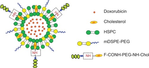 Figure 1 Schematic structure of the F-CONH-PEG-NH-Chol conjugated Dox liposomes.Abbreviations: Dox, doxorubicin; HSPC, hydrogenated soybean phosphatidylcholine; F-CONH-PEG-NH-Chol, folate-CONH-PEG-NH-Cholesterol; mDSPE-PEG, poly(ethylene glycol)-distearoylphosphatidylethanolamine-maleimide.