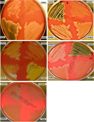 Fig. 1 Hemolytic activity of sia(−) NT and sia(+) NT isolates on blood agar with 5% sheep blood.Bacteria were streaked onto a 5% sheep blood agar plate and incubated for 24 h at 37 °C. The GBS COHI isolate was included as control which displayed a narrow zone of hemolysis
