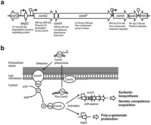 Figure 1. Bacillus ComQXPA quorum-sensing system.(a) Organization of the comQXPA gene cluster in B. subtilis strain 168. The cluster members and their neighboring genes are indicated by large open arrows, and the promoters and hairpin structures likely functioning as transcription terminators are indicated by bent arrows and stem loops, respectively [Citation6,Citation7]. It was reported that three transcripts, respectively composed of comQXPAyuxO, comQXPA, and comQXP, were obtained by the transcription from the comQ promoter [Citation7]. aa, amino acids. (b) Scheme of quorum-sensing responses through the ComQXPA system. Pre-ComX is converted to the ComX pheromone via prenyl modification by ComQ. ComP detects the secreted ComX pheromone to activate ComA by phosphoryl transfer. The phosphorylated ComA induces the expression of associate genes for mediating phenomena such as surfactin biosynthesis, acquisition of genetic competence, and poly-γ-glutamate production.