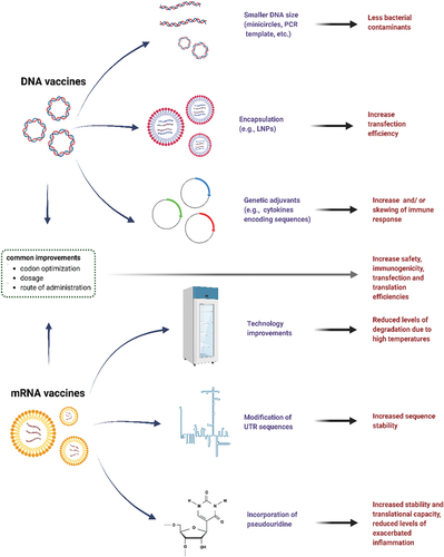 Figure 2. Summary of possible common and individual improvements that may be underway for DNA and mRNA vaccines. common improvements for genetic vaccines could be achieved by advanced codon optimization, optimized dosage, and different routes of administration. However, while DNA vaccines may potentially achieve improved safety and immunogenicity with smaller templates or minicircles, encapsulation into LNP and addition of adjuvant encoding sequences, specific improvements for mRNA vaccines may instead require technology advances and sequence modifications aimed at improving stability and at reducing levels of inflammation and potential side effects. Figure created with BioRender.