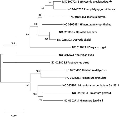 Figure 1. Phylogenetic analysis of 14 species in family Dasyatoidae. The previously reported 13 species and Bathytoshia brevicaudata mitogenome sequence were aligned using ClustalW and phylogenetic tree was constructed by maximum likelihood method with 1000 bootstrap. The percentage at each node is the bootstrap probability.