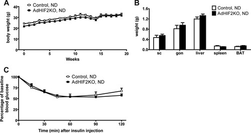 FIG 3 Lean AdHIF2KO mice do not show metabolic dysregulation. (A) Body weights of control and AdHIF2KO mice fed with a normal diet (ND) (10% kilocalories from fat). (B) Weights of subcutaneous (sc) and gonadal (gon) WAT, liver, spleen, and BAT from control and AdHIF2KO mice fed with an ND for 24 weeks. (C) Insulin tolerance test of control and AdHIF2KO mice fed with an ND for 13 weeks. Data are expressed as means ± SEMs (n = 6 to 9 mice/group).