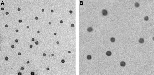 Figure 1 Transmission electron microscopy micrograph of the pFNDV-CS-NPs (magnification 30,000×). (A) pFNDV-CS-NPs at pH 5.5; (B) pFNDV-CS-NPs at pH 7.4.Abbreviation: pFNDV-CS-NPs, Newcastle disease virus F gene encapsulated in chitosan nanoparticles.