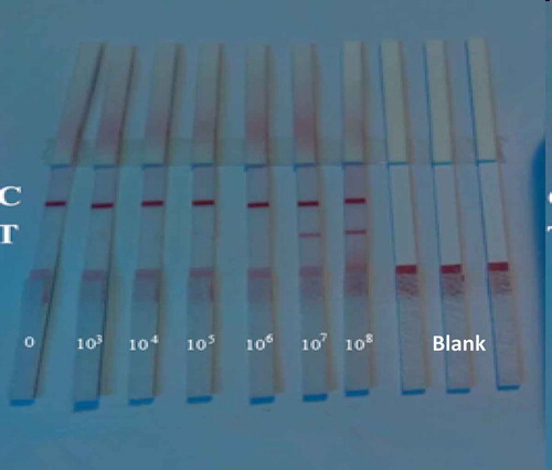 Figure 4. The phenomena of TAB quick test card with different concentrations of A. acidoterrestris.Figure 4. Fenómenos de la tarjeta del test rápido TAB con diferentes concentraciones de A. acidoterrestris.
