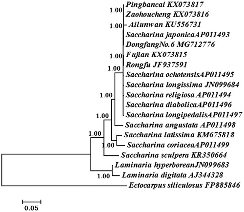 Figure 1. Phylogenetic tree constructed based on combined 35 mtDNA protein-encoding genes using Bayesian analysis.