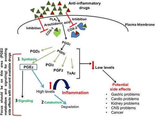 Figure 1 Cyclooxygenase pathway showing the formation of PGE2 and other metabolites. Inhibition of both COX-1 and COX-2 non-selectively by NSAIDs (green triangles) and selective inhibition of COX-2 by COXIBs (red triangles) is also shown. The potential targets in the COX pathway at various levels – Synthesis (1), Catabolism (2) and Signaling (3) are also indicated.
