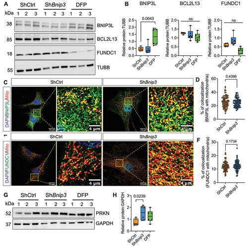 Figure 3. BNIP3 loss does not result in a compensatory increase in levels and colocalization of other mitophagy receptors. (A, B) Western blot and densitometric quantification of mitophagy receptors BNIP3L, BCL2L13, and FUNDC1 in ShCtrl, ShBnip3 #1, and DFP-treated NP cells. (C, D) Immunofluorescence staining BNIP3L and quantification of BNIP3L colocalizing with mitochondria, and (E, F) Immunofluorescence staining FUNDC1 and quantification of FUNDC1 colocalizing with mitochondria. (G, H) Western blot and densitometric quantification of canonical mitophagy pathway protein PRKN in ShCtrl, ShBnip3, and DFP-treated NP cells. Western blot data represent six independent experiments. Colocalization BNIP3L and FUNDC1 with mitochondria was measured from Z-stack images of 100 cells per group. Scale bar: 15 and 4 μm. Statistical significance was determined using a t-test (D, F) or One-way ANOVA (B, H) with Sidaks’s post hoc test as appropriate.