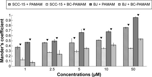 Figure 10 Mitochondrial localization of native FITC-PAMAM or FITC-BC-PAMAM expressed as Mander’s coefficient M2 (fraction of mitochondrial signal overlapping dendrimers) in BJ and SCC-15 cells after 24 hours dendrimer treatment (1–50 µM).Notes: Results are the median of triplicates of four independent experiments, whiskers are lower (25%) and upper (75%) quartile ranges. ▼P<0.05; Mann–Whitney U-test (PAMAM against BC-PAMAM).Abbreviations: FITC-PAMAM, fluorescein isothiocyanate–polyamidoamine; FITC-BC-PAMAM, fluorescein isothiocyanate-labeled biotin–polyamidoamine bioconjugate.