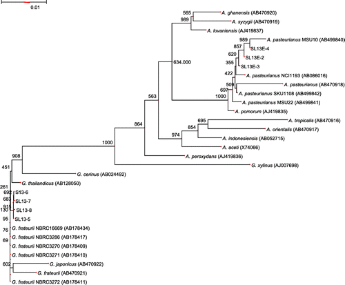 Fig. 1. Phylogenetic tree of isolated strains and related acetic acid bacteria.Note: NJ phylogenetic tree calculated by CLUSTALW from 16S rDNA gene sequences of AAB. It was constructed by means of Genetyx ver.10.