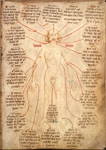 Fig 5 Medical illustration of a vein or phlebotomy man, showcasing where on the body bleeding should be performed, from a 1486 manuscript (Egerton MS 2572, f. 50). Photograph © The British Library.