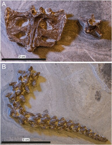 FIGURE 6. DK 807, Pan-Cheloniidae indet., detached elements. A, sacrum and an isolated caudal vertebra. B, articulated string of caudal vertebra.
