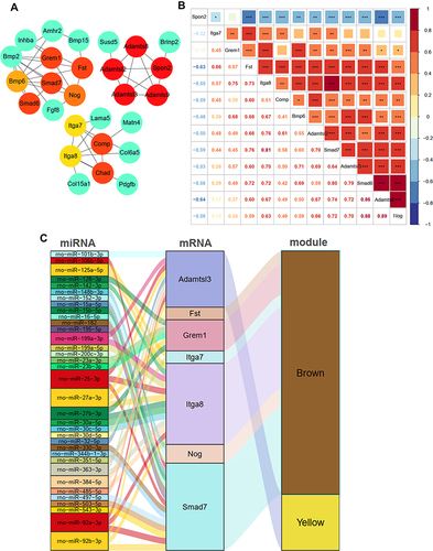 Figure 7 Identification of candidate genes and construction of miRNA-Gene network. (A) the top 15 genes identified by the DMNC algorithm; (B) the relationships of 13 different expression genes during venous hypertension; (C) the miRNA–mRNA–modules network. *p-value < 0.05, **p-value < 0.01, ***p-value < 0.001.