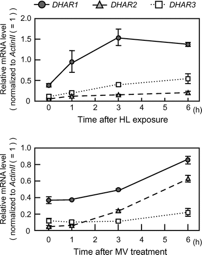 Fig. 1. Expression of DHAR isoforms under normal and HL.