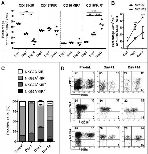 Figure 5. NK15/12 cells undergo concomitant CD16 and KIR acquisition in vivo with sustained NKG2A expression. HPC-NK cells (5 × 106) were infused into adult NSG mice in combination with IL-15 support. Ex vivo flow cytometric analysis was performed on cells isolated 1, 7, and 14 d after adoptive transfer (n = 4 per time point). (A) Percentages of splenic NK cell subsets identified using CD16 and KIR differentiation markers over time. **P < 0.01, ***P < 0.001, one-way ANOVA. (B) Percentages of liver CD16+KIR+ cells following infusion of NK15/2 versus NK15/12 cell products. *P < 0.05, ***P < 0.001, 2-way ANOVA. (C) Percentages (mean ± SD) of NK cell subsets identified using NKG2A and KIR differentiation markers over time. (D) Representative dot plots of KIR, NKG2A, and CD16 expression on human CD56+ cells of the infused product and splenocytes isolated at day 1 and 14.