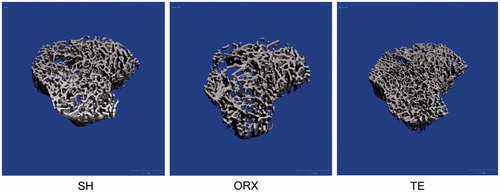 Figure 2. The trabecular structure at the proximal tibia of the rats in each study group. The image was obtained after 8 weeks of treatment and reconstructed using a μCT device. The trabecular structure of the ORX group was more porous compared to the SH and TE group.