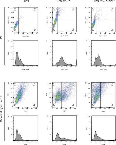 Figure 2. Flow cytometry results of C. neoformans H99 series strains stained with PI, the canonical Sybr Green I method, and the improved Sybr Green I method. (a-f). PI staining of the three strains. (g-l). Canonical Sybr Green I staining of the three strains. (m-u). Staining of the three strains via the improved Sybr Green I staining method. (a, b, g, h, m, n, o). Individual staining of H99 via the three staining methods. (c, d, i, j, p, q, r). Individual staining of H99 UBI1Δ via the three staining methods. (e, f, k, l, s, t, u). Individual staining of H99 UBI1Δ::UBI1 via the three staining methods. Due to the visibly low separations and high CV values of the peaks in the analyses, cell cycle statistics was not performed on the PI and canonical Sybr Green I staining assays but only on the improved Sybr Green I staining assays, which was more meaningful and applicable as compared with the two old methods. (o, r, u). In the cell cycle statistics, the green color means the automatically analyzed G1 phase frequencies, and the blue color means the G2 phase ones, and the yellow color means the S phase ones