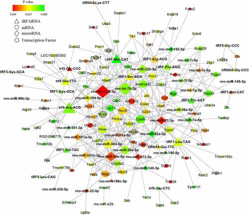 Figure 6. Combined microRNA and tRF/tiRNA regulatory network in PAITA.