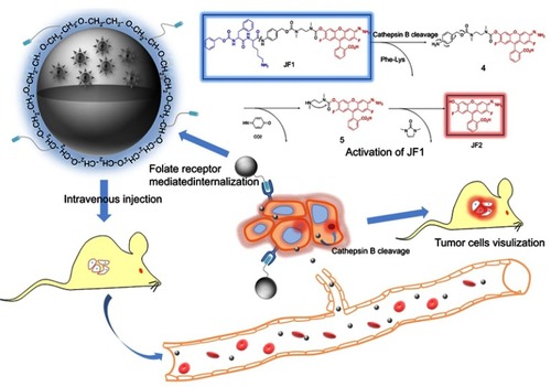 Scheme 1 Schematic of the targeting and activation of JF1. (A) Activation of JF1 by cathepsin B. (B) In vivo targeting of tumor.