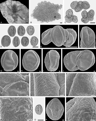 Figure 10. Electrapis sp. from Eckfeld and associated pollen grains. A. Female (worker caste) PE 2000/849a,b.LS. B‒D, O. LM micrographs. E‒N, P, Q. SEM micrographs. B, C. Clumps dominated by Eudicot ord., fam., gen. et sp. indet. 2 pollen grains, also rare Decodon sp. pollen. E, F, J. Clumps with Eudicot ord., fam., gen. et sp. indet. 2 pollen grains. G‒I. Eudicot ord., fam., gen. et sp. indet. 2 pollen grains in equatorial view. K‒N. Eudicot ord., fam., gen. et sp. indet. 2, detail of tectum surface. O‒Q. Decodon sp. pollen. Q. Decodon sp., detail of tectum surface. Scale bars – 1 mm (A), 10 µm (B‒D, O), 1 µm (F‒N, P, Q).