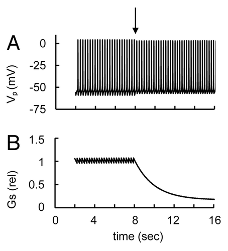 Figure 10. Simulation glucose-induced spikes activity in response to non-L-type Ca2+ channels blockers. (A) Action potential (Vp) and (B) relative glucagon secretion rate (Gs) transients. Block of non-L-type Ca2+ channels was simulated by a decrease of their maximal conductance at low glucose level (ATP/ADP = 2). At arrow the gmCaNL (Eqn. A28) was decreased from 0.3 nS (basal level, Table 2) to 0.0015 nS. This leads to a decreased glucagon secretion at constant glucose-induced spike activity. Other coefficients were as in Figure 3.