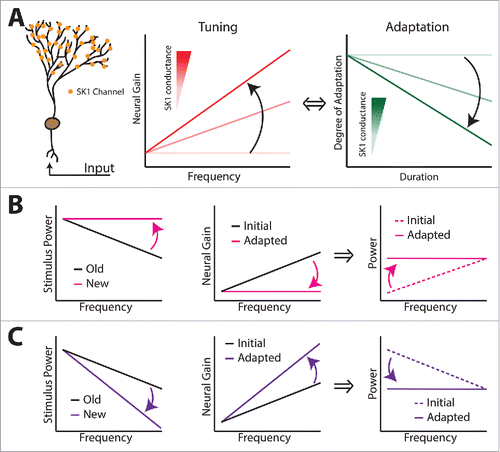 Figure 9. Is SK channel regulation a key determinant of adaptive optimized coding of natural stimuli? (A) Summary showing that SK1 channels present on the apical dendritic trees of ELL pyramidal cells (left) regulate frequency tuning (middle) and adaptation (right) to 2nd order stimuli. Increasing the total SK1 channel conductance will make the neural tuning curve more high-pass (middle) by increasing the degree of adaptation (right). (B) Following a change in stimulus statistics (left), neural tuning should also progressively adapt (middle, compare black and magenta curves) such as to optimize coding of the new stimulus (right, compare dashed and solid curves). (C) Same as B but for another change in stimulus statistics.