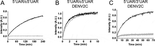 Figure 5. Real-time progress curves of the 5ʹUAR mutants. Progress curve of dual-labelled 5ʹUAR (black) or 5ʹUAR-ULoop mutant (grey) with its complementary sequences (A and B) c5ʹUAR or (C) 3ʹUAR in the absence and presence of DENV2C, respectively. (A) 10 μM c5ʹUAR, (B) 700 nM c5ʹUAR and (C) 1 μM 3ʹUAR were used for the annealing reaction with either 10 nM of 5ʹUAR (black traces) or 10 nM of 5ʹUAR-ULoop (grey traces). (B) Fitting of the progressive curves using EquationEquation (1)(1) It=If−If−I0ae−kobs1t−t0+1−ae−kobs2t−t0(1) provided values for the 5ʹUAR/c5ʹUAR reaction in the absence (kobs1 and kobs2 are 4.0 × 10−2 s−1 and 4.4 × 10−3 s−1) and the presence (kobs1 and kobs2 of 4.5 × 10−2 s−1 and 4.7 × 10−3 s−1) of DENV2C. Excitation and emission wavelengths used were 480 nm and 520 nm, respectively