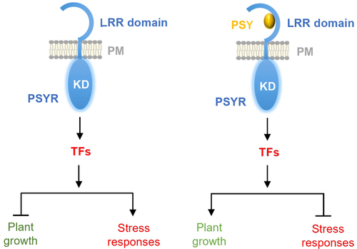 Figure 1. Model of PSY-PSYR module regulating switching between plant growth and stress response. In the absence of PSY peptides, PSYRs induce stress tolerance responses but suppress plant growth (left panel). In the presence of PSY peptides, PSYRs enable plant growth but restrict stress response (right panel). KD, kinase domain; LRR, leucine-rich repeat domain; PM, plasma membrane; PSY, PLANT PEPTIDE CONTAINING SULFATED TYROSINE 1; PSYR, PSY RECEPTOR; TF, transcription factor.