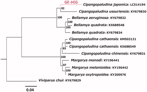 Figure 1. Phylogenetic position of Cipangopaludina japonica among closely related species and the timing of a gene rearrangement in its mitochondrial genome. A tree shown represents a maximum-likelihood tree constructed using concatenated amino acid sequences of 13 mitochondrial protein genes (3796 sites) with RAxML v8.2.8 (Stamatakis Citation2014) under the mtREV + G substitution model. Numbers at each node are bootstrap probabilities by 1000 replications. INSD accession numbers of mitochondrial genome sequences for each taxon are shown along with the taxon name. The gene order rearrangement for tRNAGlu and tRNAGly genes likely occurred in a terminal lineage leading to C. japonica (shown in red).