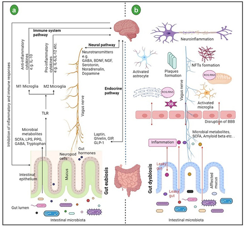 Figure 1. (a) Schematic representation of bidirectional communication between gut and brain through “microbiota-gut-brain axis”. The communications are mainly carried out by neural, endocrine, and immunological pathways. (b) in the lumen gut microbiota, microbial-derived metabolites such as short-chain fatty acids (SCFAs), neurotransmitters, amino acids, and bacterial amyloid interacts with the host immune system. These interactions affect the host metabolism and may activate the vagus nerve. Therefore these interactions are key to maintaining the overall health of the host. During dysbiosis, unfavorable conditions may cause the activation of corticotropin receptor, subsequently triggering adrenocorticotrophic hormone release and finally influencing cortisol release which leads to the loss of intestinal barrier integrity.Citation9,Citation10 As a result, intestinal and blood-brain barrier permeability is increased. Due to increased permeability, there is an increase in reactive oxygen species (ROS) in the neurons and microglia which may cause oxidative stress in neurodegenerative diseases such as Alzheimer’s disease.