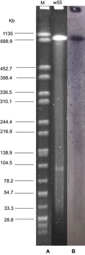 Figure 1 Location of mcr-3.6 on the chromosome of Aeromonas veronii w55. (A) S1-PFGE and (B) the corresponding Southern hybridization using the mcr-3.6 probe. Lane M, XbaI-digested Salmonella enterica serovar Braenderup strain H9812 genomic DNA marker; lane w55, A. veronii strain w55 genomic DNA.