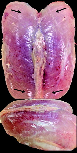 Figure 4. Rank 4 Pectoralis major breast muscle defined by ischaemia (extreme paleness) near the periphery regions of the muscle.