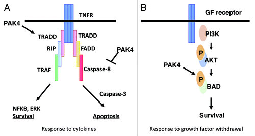 Figure 2. Different mechanisms by which PAK4 inhibits apoptosis. In response to cytokines PAK4 blocks caspase-8 binding to the DISC, thereby inhibiting apoptosis. It also stimulates NFκB and ERK pathways leading to survival. These pathways occur by kinase independent mechanisms. In response to serum withdrawal PAK4 acts by phosphorylating Bad, thereby promoting cell survival. This occurs by a kinase dependent mechanism.