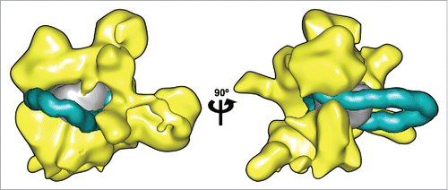 Figure 2. Remosome model placed within the RSC remodeller. Two views of a nucleosome containing a 42 bp insertions at the dyad (DNA shown in cyan, histone core in gray) manually docked inside the 3D reconstruction of the RSC complex calculated from cryo-EM data.Citation3 (shown in yellow). A representative snapshot of the remosome model was taken from a 0.5 μs MD simulationCitation17 converted to a 25 Å-resolution density map to match the RSC data. DNA in the looped nucleosome is shown up to 25 bp from the ends, to account for the possible rearrangements in these zones.Citation3 Molecular graphics were generated with the UCSF Chimera package.Citation27,28