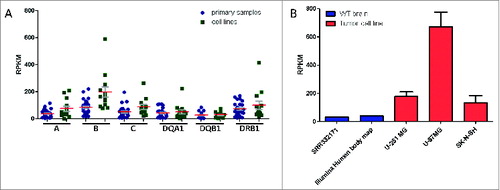 Figure 4. Comparison of HLA expression profiles of cancer cell lines versus primary samples. (A) Analyses from seq2HLA of 13 Burkitt lymphoma cell lines (green) and 28 primary samples (blue) showing comparable HLA Class I and Class II locus specific expression profiles (SRA: SRP009316). Shown are the means (red) and SEM (gray). (B) The glioblastoma cell lines U-251 MG (2 samples), U-87MG (5 replicates) and the neuroblastoma cell line SK-N-SH (2 replicates) - shown in red – HLA Class I expression levels (red; the sum of HLA-A,HLA-B and HLA-C expression) compared to wild-type primary brain samples (blue; SRA:SRR332171 and Illumina body map project with SRA ID ERR030882, one replicate each).