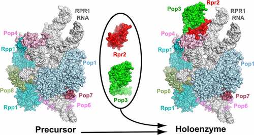 Figure 1. Formation of the mature form of yeast RNase P from the precursor molecule involves the binding of proteins Rpr2 and Pop3. RNA is shown in grey. Figure is based on 6ah3.pdb [Citation8].