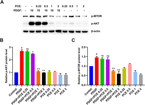 Figure 7 Polygonum cuspidatum extraction inhibited PDGF-induced AKT/mTOR activation. (A–C) ASM cells were treated with PDGF (10ng/mL) and Polygonum cuspidatum extraction (0.25 mg/mL, 0.5 mg/mL, 1 mg/mL and 2 mg/mL) for 5h, respectively. The expression levels of p-AKT and p-mTOR were analyzed by Western blotting. The relative protein levels of p-AKT and p-mTOR were calculated by Image J and expressed as mean ± SD (n=3) of each group. ns P>0.05 vs PDGF group, * P<0.05 and ** P<0.01 vs PDGF group, # P<0.01vs control group.