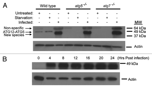 Figure 2. Formation of a new ATG12 conjugate upon vaccinia virus infection. (A) Immunoblotting assay of wild-type, atg5−/− and atg7−/− MEF cell lines either untreated, or amino acid and serum deprived for 2 h with Hank’s media (starvation), or infected with vaccinia virus at a MOI of 3 and harvested 24 h post infection. Lysates were subjected to SDS-PAGE and separated proteins were immunoblotted using an anti-ATG12 (upper) or anti-actin (lower) antibody. The results are representative of three independent experiments. (B) Immunoblotting assay of wild-type cells showing the time course of the appearance of the novel protein band after vaccinia virus infection. Wild-type MEFs were infected with vaccinia virus at a MOI of 3, harvested at indicated time points, and analyzed with an anti-ATG12 (upper) or anti-actin (lower) antibody.