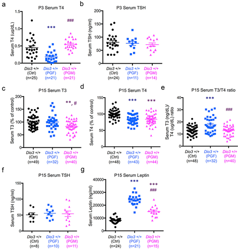 Figure 8. Neonatal levels of thyroid hormones and leptin in PGF and PGM mice.