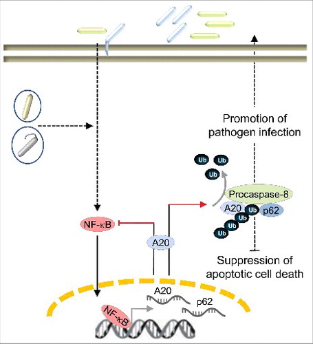 Figure 1. Schematic presentation of pathogen-induced A20 and its role in promoting H. pylori infection. In response to infection by extra- and intracellular pathogens (different colored rods), the host activates multiple signaling cascades, one of which is the NF-κB signaling pathway. NF-κB-induced A20 can be advantageous for pathogen infection. In H. pylori-infected gastric epithelial cells, A20 participates in the apoptotic cell death pathway by deubiquitinylating procaspase-8. Interestingly, the scaffold protein p62 is important for this interaction of A20 with procaspase-8. These events suppress host apoptotic cell death, which is beneficial for the colonization and persistence of H. pylori.