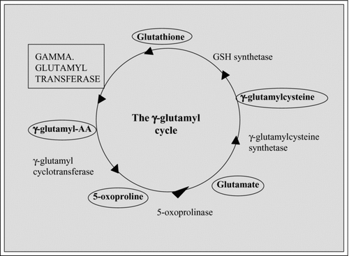 Figure 1.  A diagrammatic representation of the gamma-glutamyl cycle.